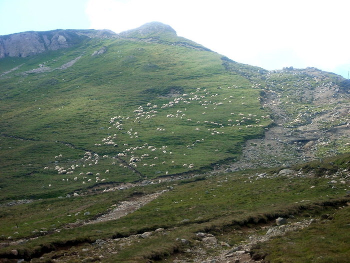 Turma de miei; bucegi munte peisaj
