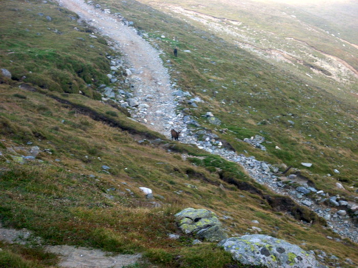 1 (19); bucegi munte peisaj capra neagra
