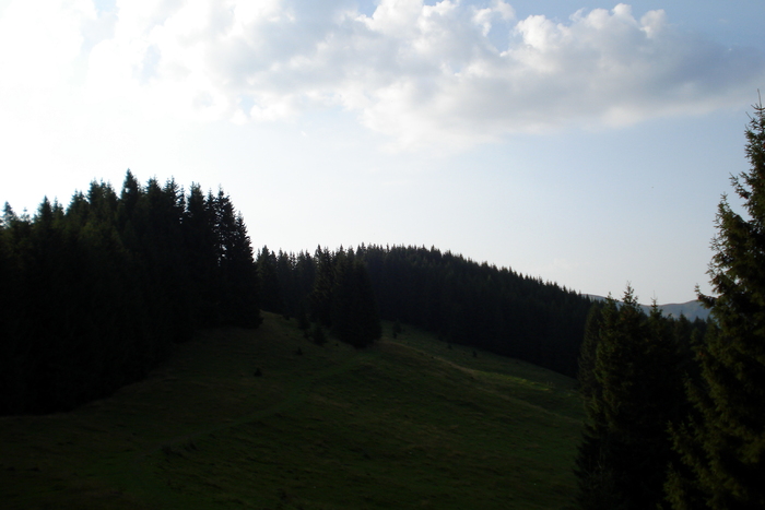 Poiana; bucegi munte peisaj vara
