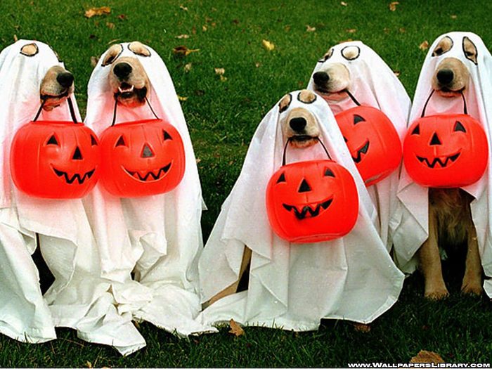 halloween-dogs-wallpaper[1] - dogs