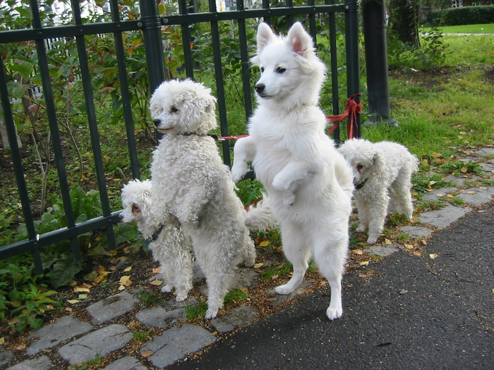 White_dogs_on_hind_legs[1] - dogs