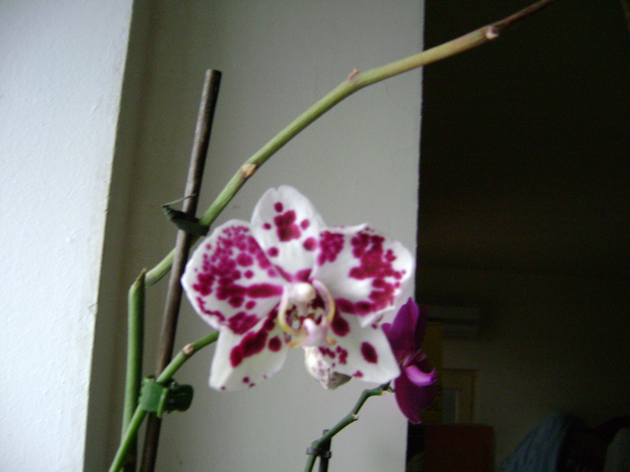 DSC05646 - orhidee