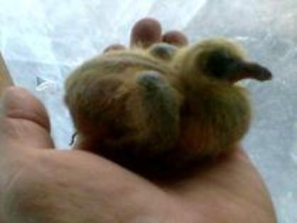 MURDTBHLDLOSLQBOTVH; pui
