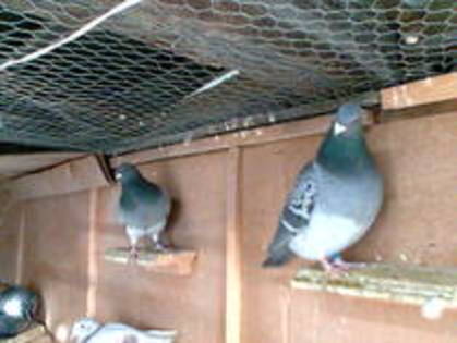 YRTOLWVVDCWEAPKSEGY - poze cu porumbeii voiajori campionii care nu sunt ai mei