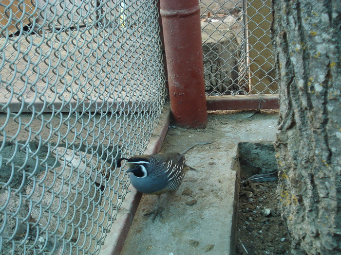 DSC03139 - prepelite  californiene