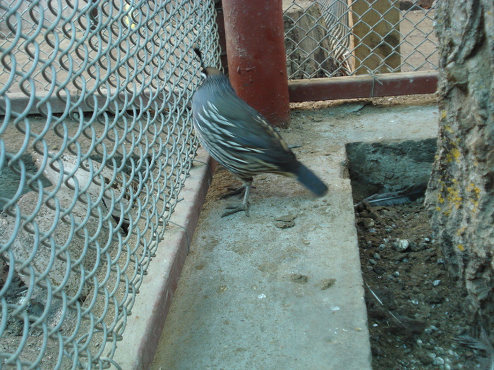 DSC03144 - prepelite  californiene