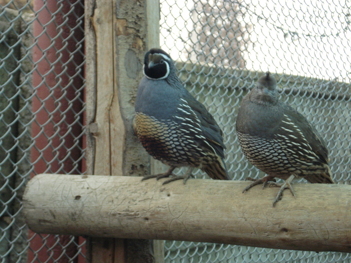 DSC03150 - prepelite  californiene