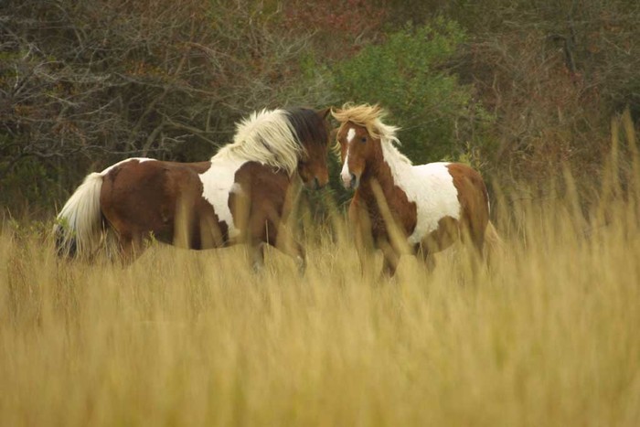 assateague-ponies