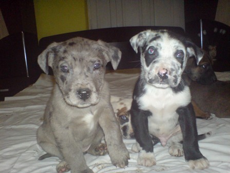 fem marmorat si mascul arlechin