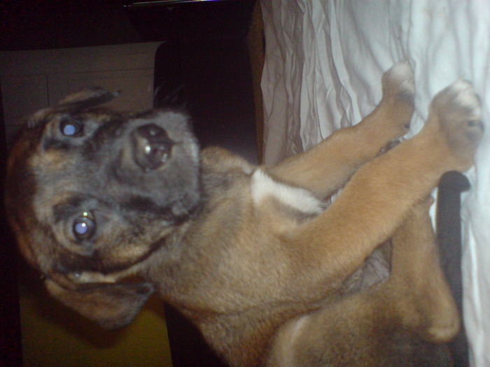 femela galben; 400 lei
