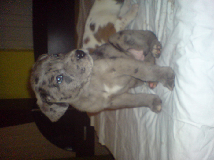 Donatella; Vanduta cu 150 euro
