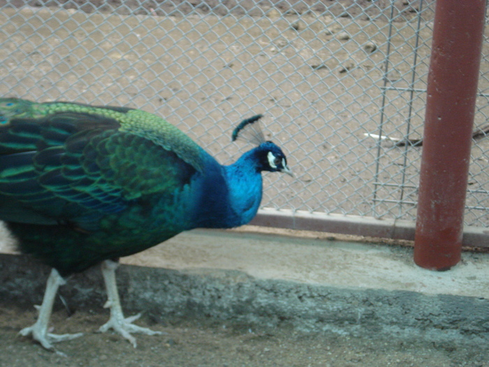DSC03171