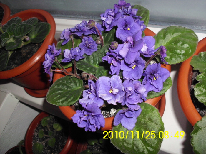 IMG_0175 - violete 2011