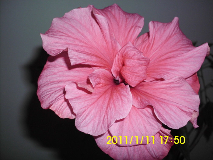 IMG_0282 - hibiscusi 2011