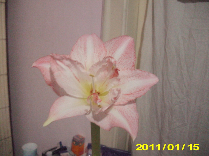15 ian peackok - flori