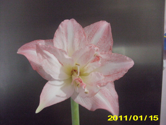 Picture 006 - flori