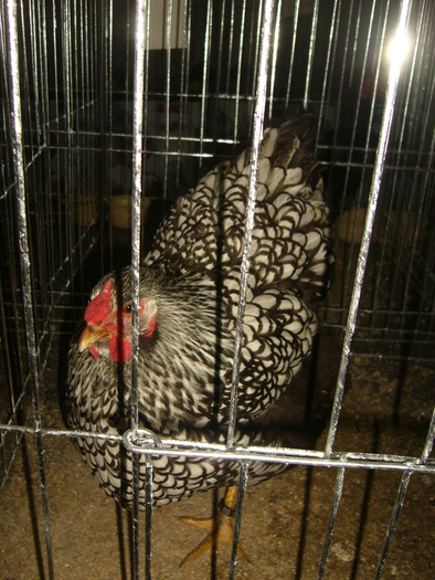 P1150104