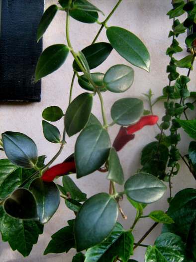 aeschynanthus - gesneriaceae