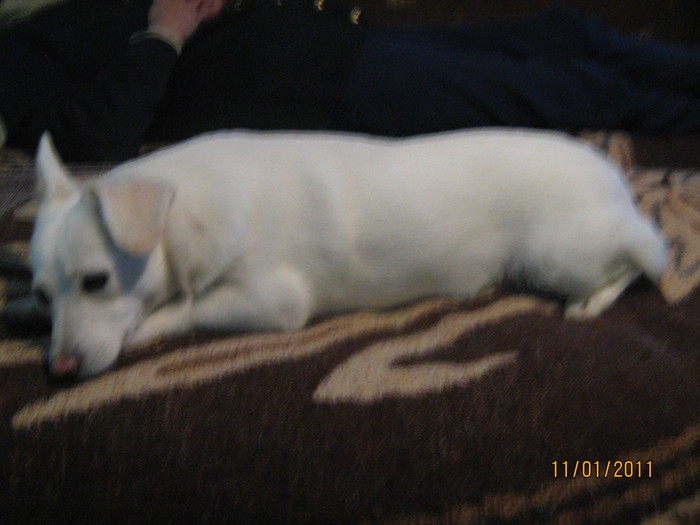 Ronna  3 - Dog whites poze frumiss 2011