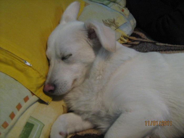 Ronna 4 - Dog whites poze frumiss 2011