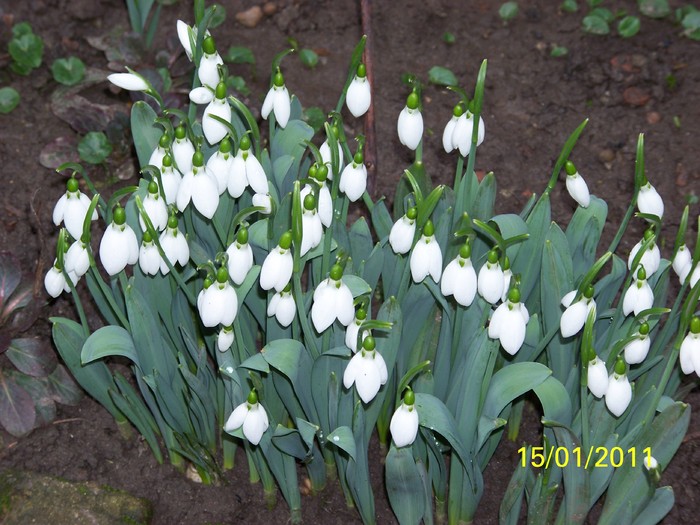 100_7282 - Ghiocei_  2010-2011