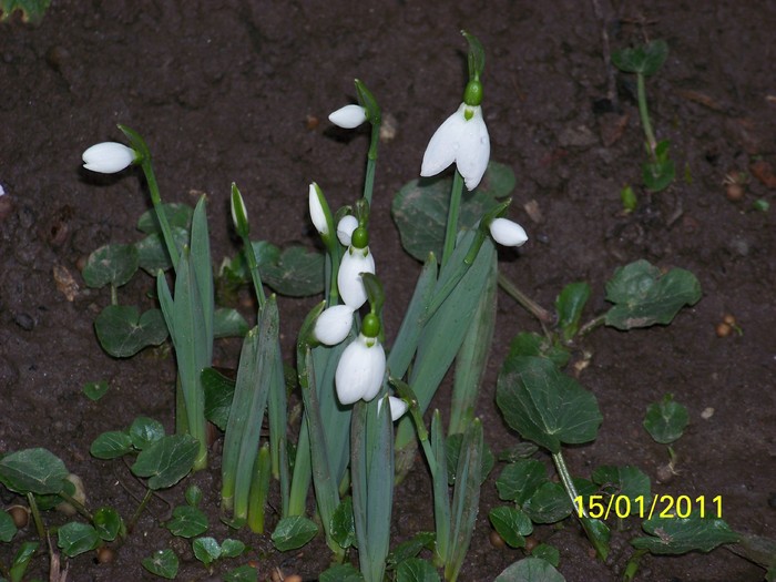 100_7288 - Ghiocei_  2010-2011