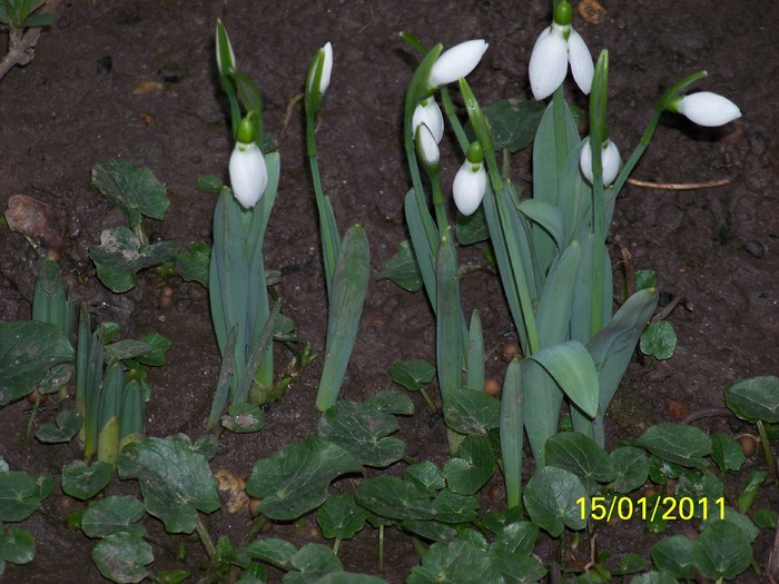 100_7289 - Ghiocei_  2010-2011