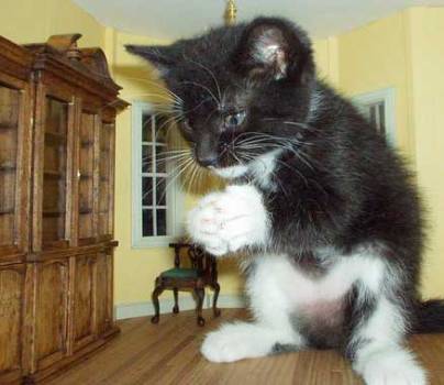 ha ha ha , acum sa pun mana pe Alice