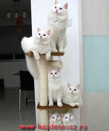 suport pentru pisici