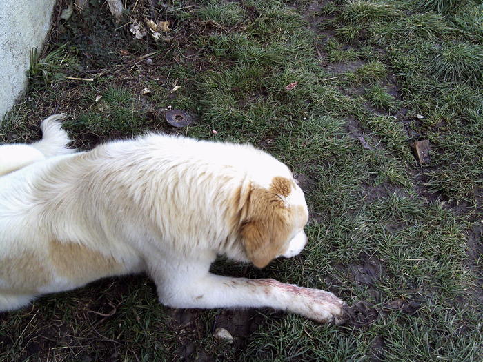 2011 ianuarie 051 - tineret canin