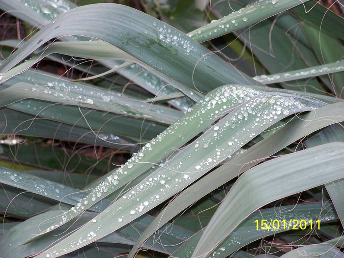 100_7329 - Iarna 2010  2011