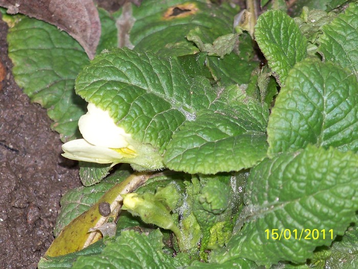 100_7331 - Iarna 2010  2011