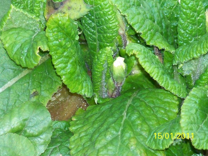 100_7334 - Iarna 2010  2011