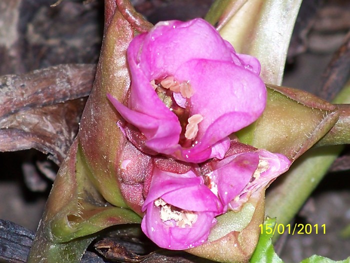 100_7340 - Iarna 2010  2011