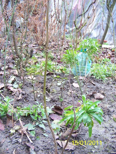 100_7351 - Iarna 2010  2011