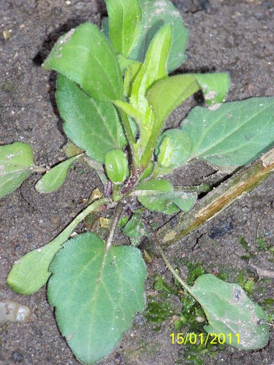 100_7359 - Iarna 2010  2011