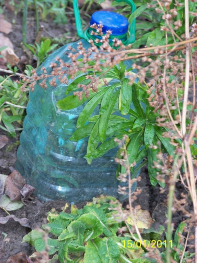 100_7374 - Iarna 2010  2011