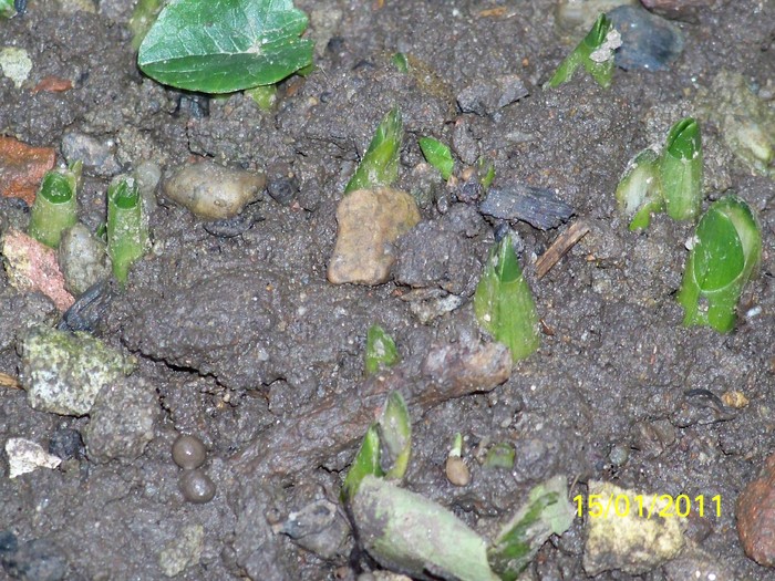 100_7378 - Iarna 2010  2011