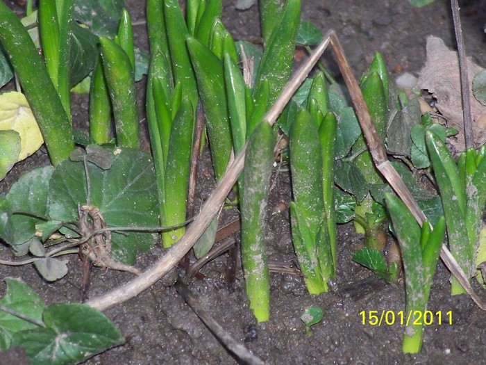 100_7379 - Iarna 2010  2011