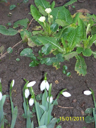 100_7380 - Iarna 2010  2011