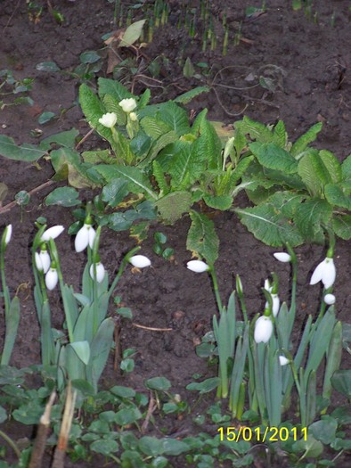 100_7381 - Iarna 2010  2011