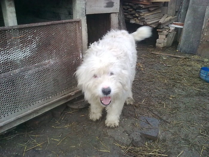 URSU - CIOBANESTI  DE BUCOVINA