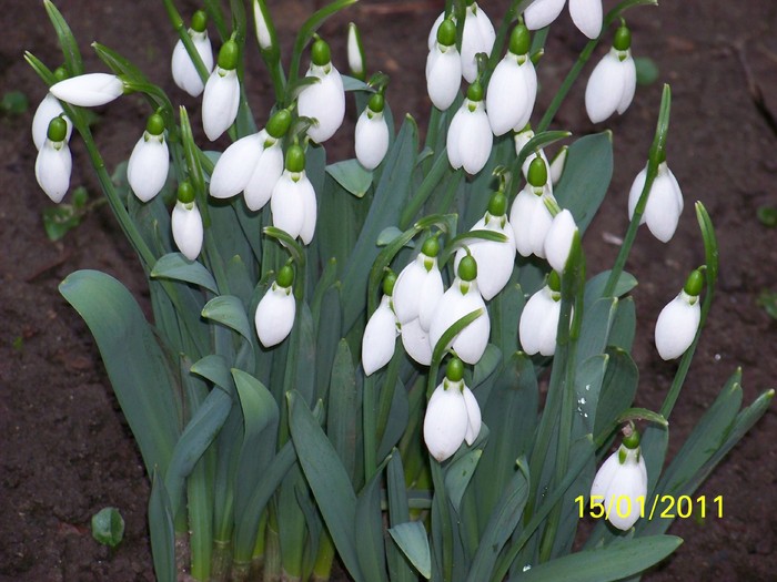 100_7382 - Iarna 2010  2011