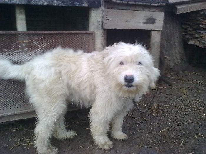 URSU - CIOBANESTI  DE BUCOVINA