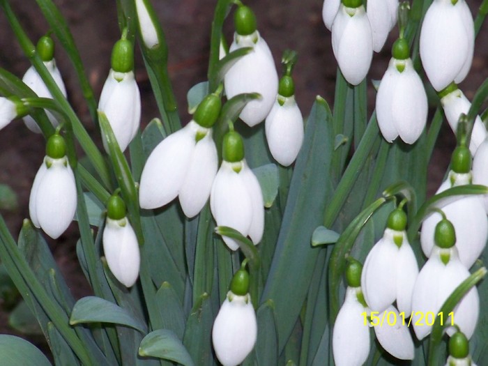 100_7384 - Iarna 2010  2011