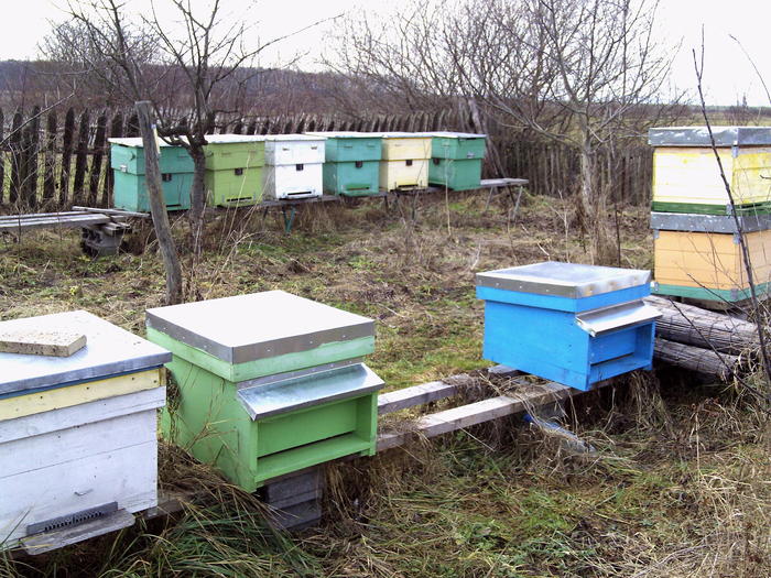 2011 ianuarie 036 - 2011 apicole