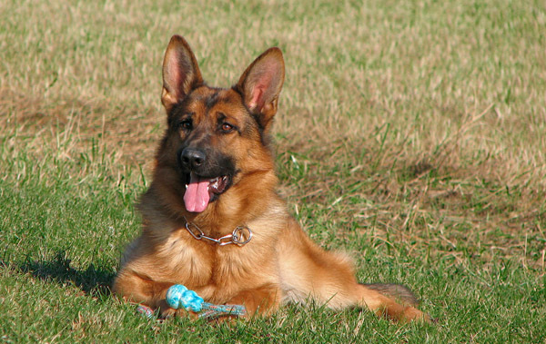 ciobanesc_german_02[1]