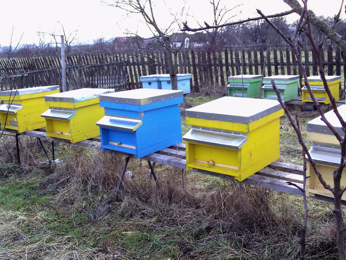 2011 ianuarie 040 - 2011 apicole