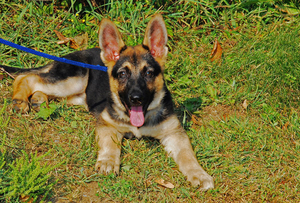 ciobanesc_german_04[1]