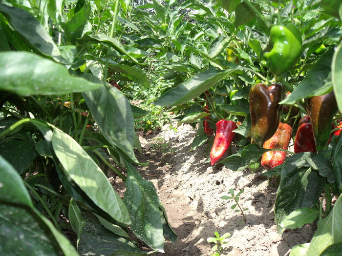 Picture 003; din gradina
